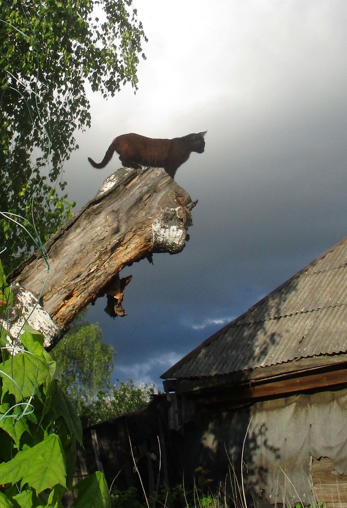 ���� ����� ������