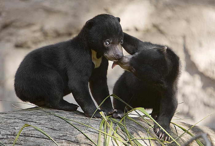 �� ������ �������� �������� ����� ������� �������)