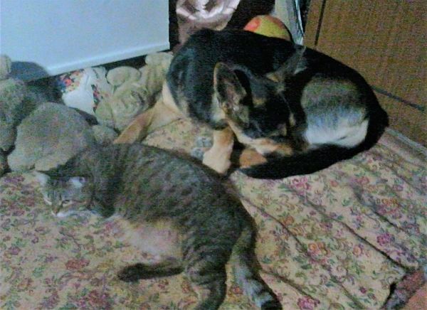 Like a dog with a cat - My, Dog, cat, Pets, German Shepherd, Yandex Zen, Longpost