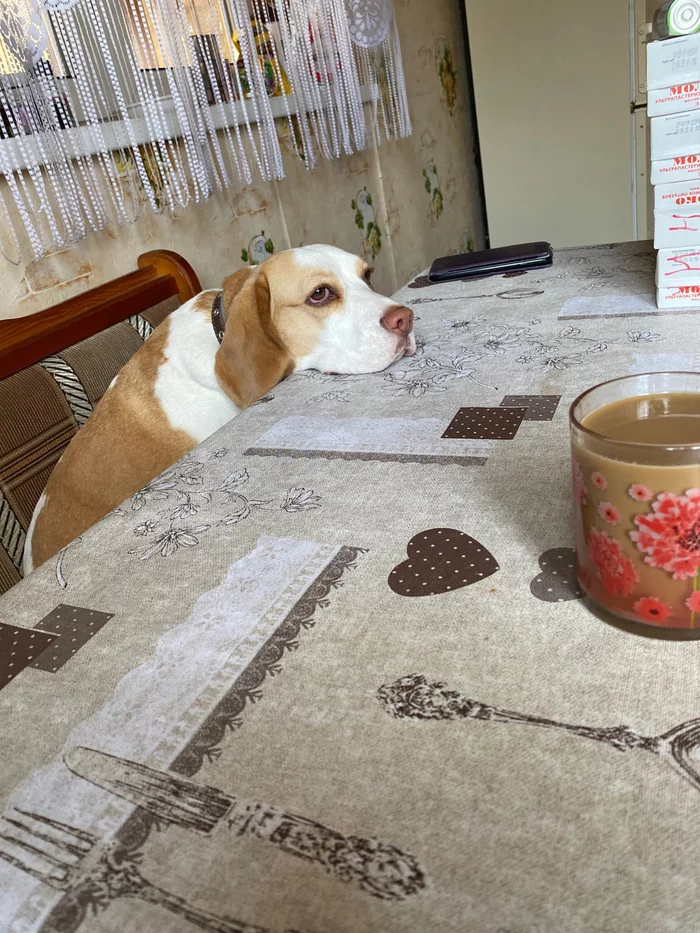 Master, give me something tasty! - My, Dog, Beagle, Dacha