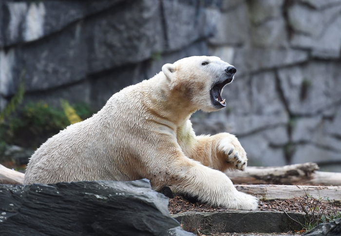 ���������� ����