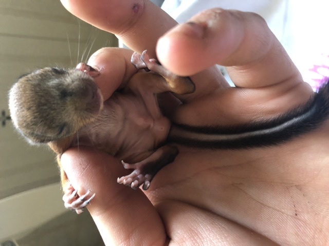 Reply to the post “Found a baby squirrel at home - need advice” - My, Animals, Squirrel, Lost, Squirrel, Reply to post, Longpost