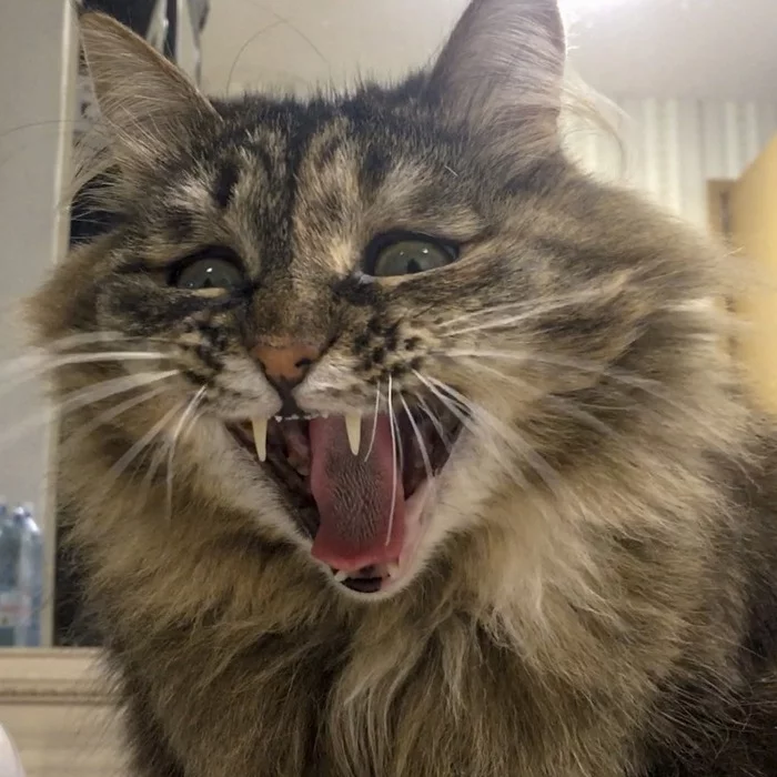 My creepy cat - My, cat, Yawn