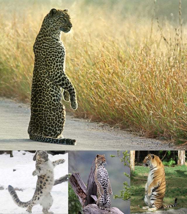 Big kitties are standing - Animals, Wild animals, Tiger, Leopard, Snow Leopard, Big cats, Cat family
