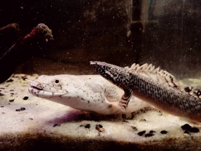 Dragons are growing) - My, Multipers, Polypterus, Aquarium