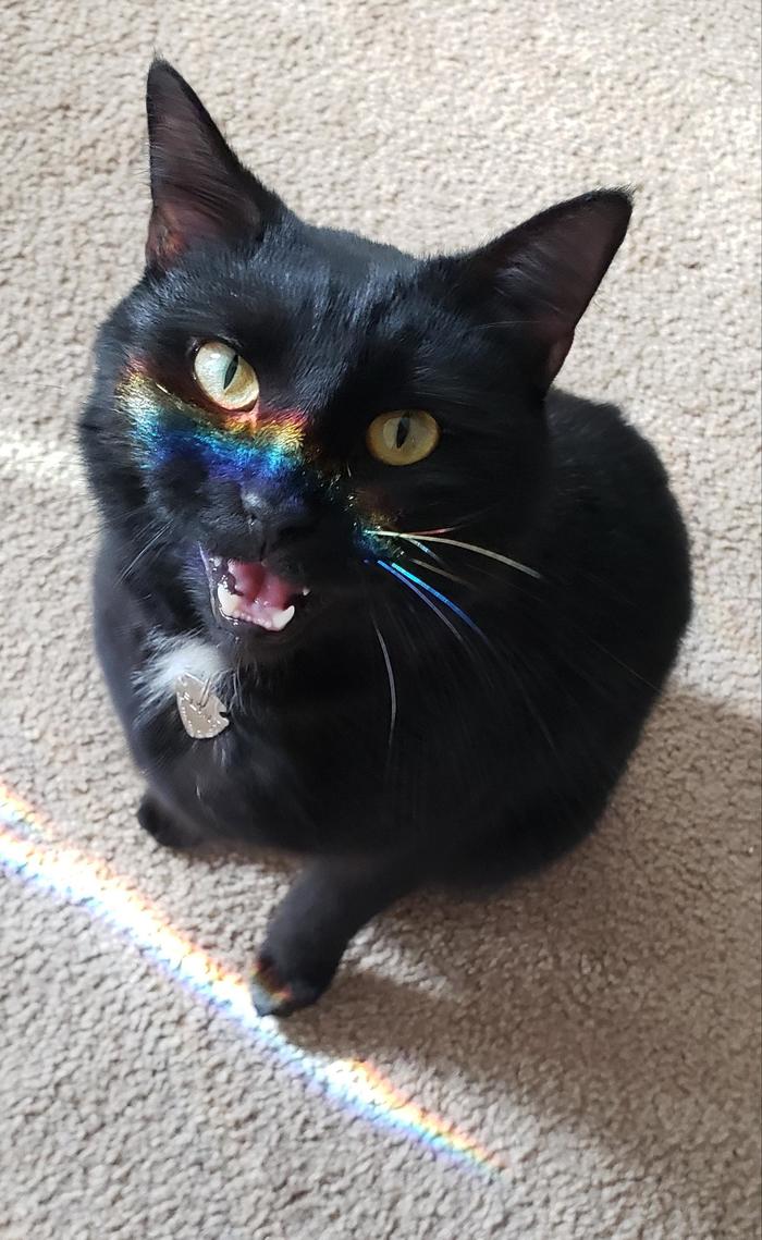 Áåññìûñëåííîé ìèëîòû ïîñò. Æèâîòíûå. Ïîäáîðêà ôîòî Ôîòîãðàôèÿ, Æèâîòíûå, Ìèëîòà, Êîò, Ñîáàêà, Åíîò, Êâîêêà, Ãîëóáü, Äëèííîïîñò