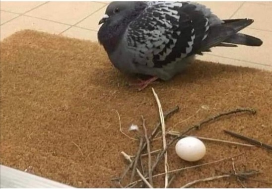 Áåññìûñëåííîé ìèëîòû ïîñò. Æèâîòíûå. Ïîäáîðêà ôîòî Ôîòîãðàôèÿ, Æèâîòíûå, Ìèëîòà, Êîò, Ñîáàêà, Åíîò, Êâîêêà, Ãîëóáü, Äëèííîïîñò