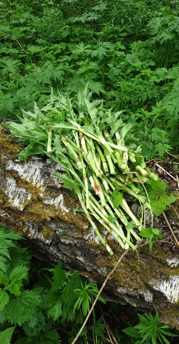 Kislyatka - mountain herb - My, Red Book, Nature, The rocks, Southern Urals, Samoyed, The mountains, Video, Longpost