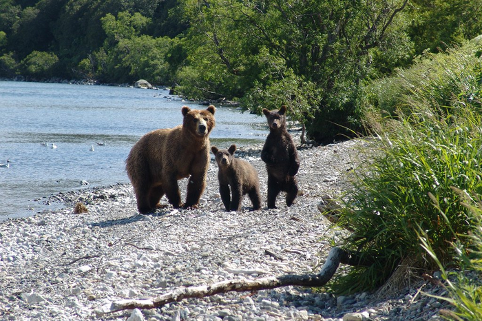 Медвежье семейство