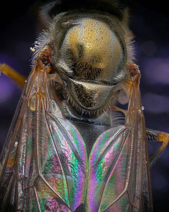 Predator in a cloak - My, Macro photography, Муха, Microfilming, Predator, Wings, Microscope