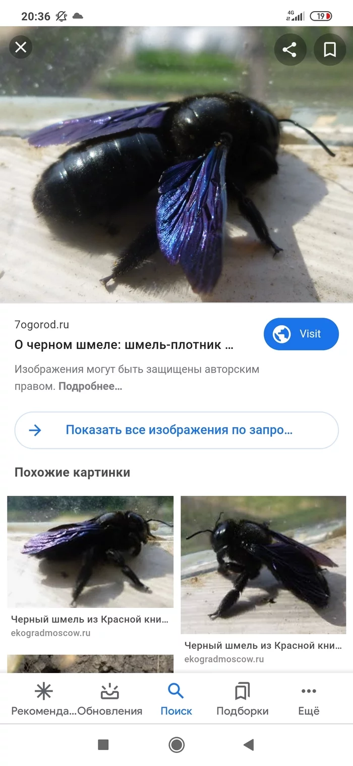 Black shemale - Bumblebee, Nature, Longpost, Insects