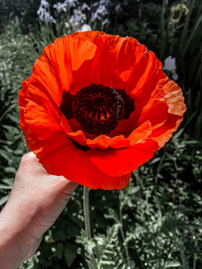 Here is such a poppy grew :) - My, Poppy, Plants, Flowers