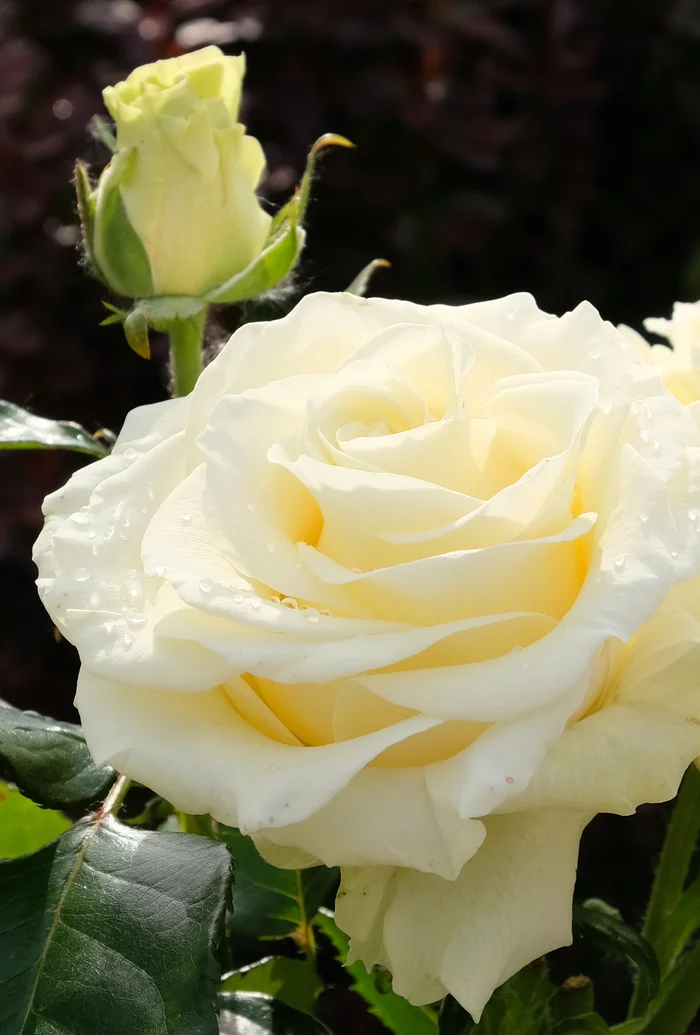 Roses - My, the Rose, Flowers, Fujifilm, Longpost