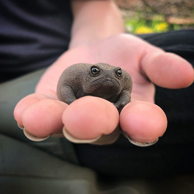 I want to know everything #711. Several photos of the African narrowmouth, which looks like an offended avocado. Cute and harmless))) - Want to know everything, Frogs, The photo, Amphibians, Interesting, Video, Longpost