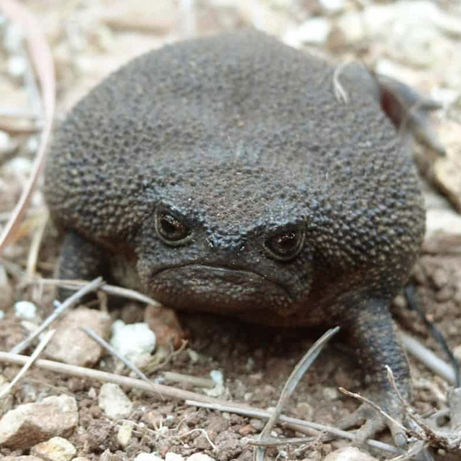 I want to know everything #711. Several photos of the African narrowmouth, which looks like an offended avocado. Cute and harmless))) - Want to know everything, Frogs, The photo, Amphibians, Interesting, Video, Longpost