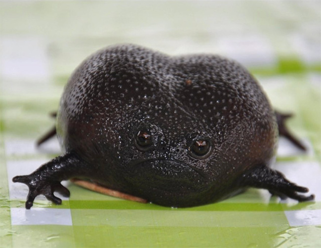 I want to know everything #711. Several photos of the African narrowmouth, which looks like an offended avocado. Cute and harmless))) - Want to know everything, Frogs, The photo, Amphibians, Interesting, Video, Longpost