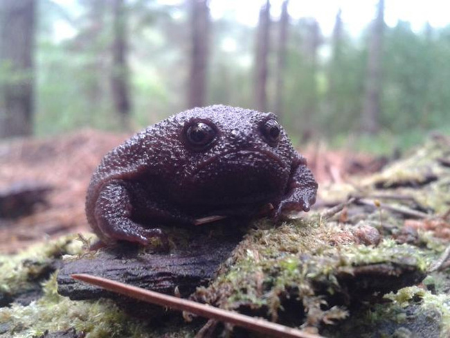 I want to know everything #711. Several photos of the African narrowmouth, which looks like an offended avocado. Cute and harmless))) - Want to know everything, Frogs, The photo, Amphibians, Interesting, Video, Longpost