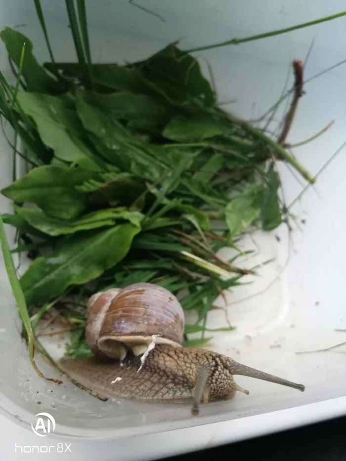 Found a grape snail on the road - My, Grape snail, Nature, Find, Video, Longpost