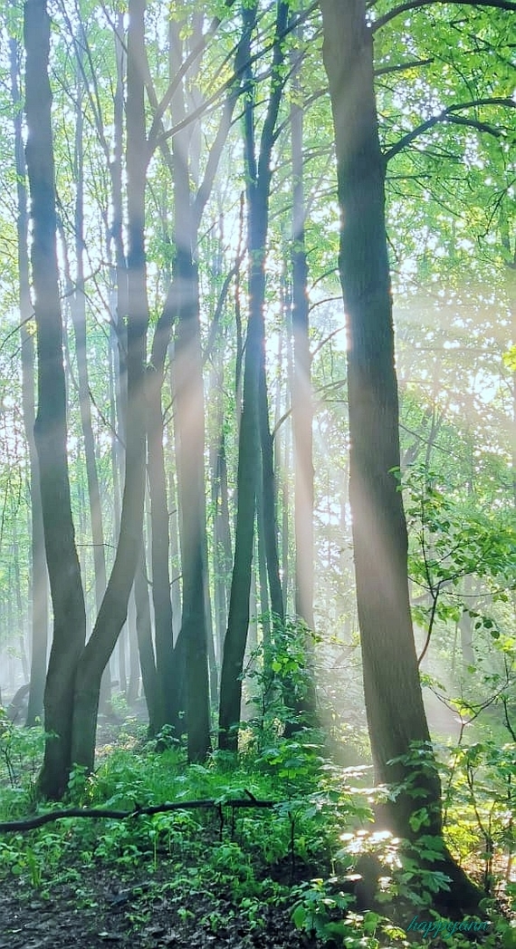 Туманное утро в лесопарке Фотография, Природа, Туман, Утро, Лес, Лето, Длиннопост