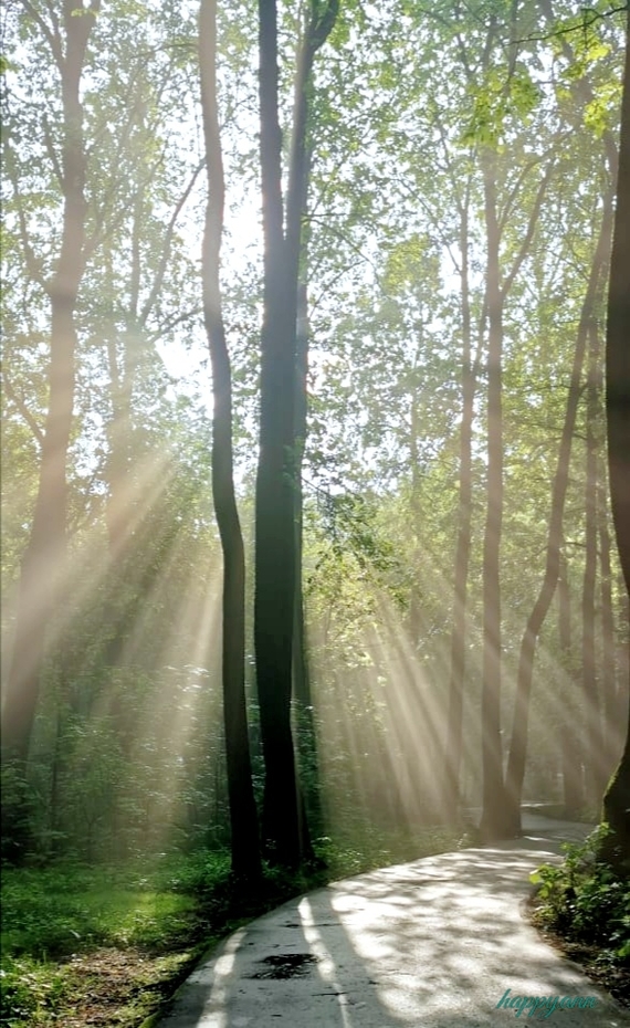 Туманное утро в лесопарке Фотография, Природа, Туман, Утро, Лес, Лето, Длиннопост