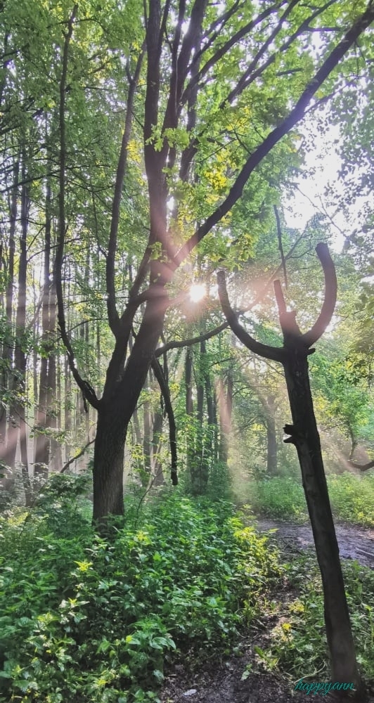 Туманное утро в лесопарке Фотография, Природа, Туман, Утро, Лес, Лето, Длиннопост
