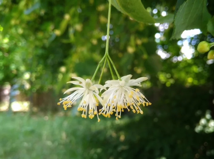 Linden blossom, divine aroma - My, Nature, Russia, Linden, Tree, Flowers, Summer, The photo