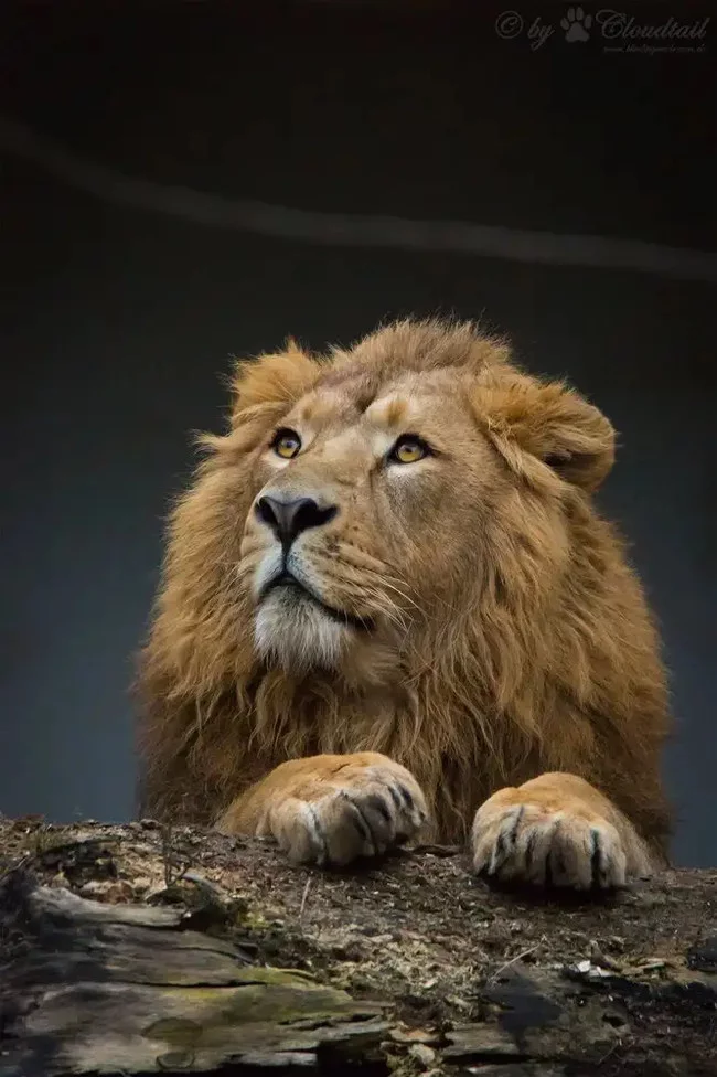 Maned joy: the population of Asiatic lions has increased in India - a lion, The national geographic, Animal protection, Big cats, National park, Reserves and sanctuaries, India, Longpost