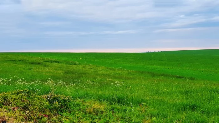 Here's just a field for your feed - My, Field, Greenery