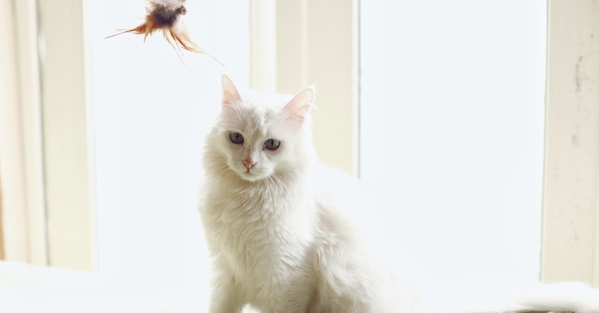 Кошечка красавица москвы. Котенок и красотка.