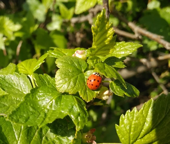 Post #7517907 - My, ladybug, Luck, Spring, Nature