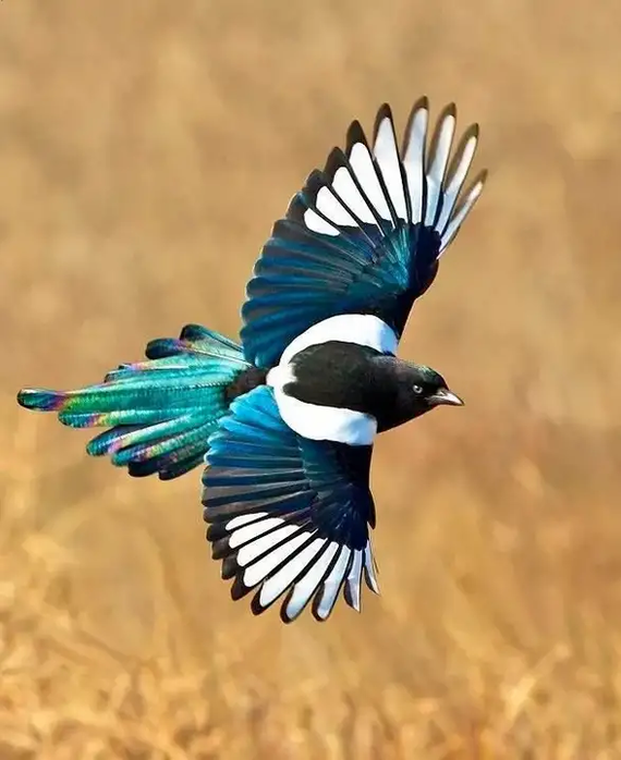 Gorgeous - My, Birds, Animals, Magpie, Corvids, Poems, Poetry, Flight, Feathers, Longpost