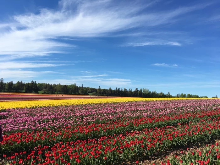 Prince Edward Island. Tulip fields - My, Canada, Tulips, Immigration, Living abroad, Longpost