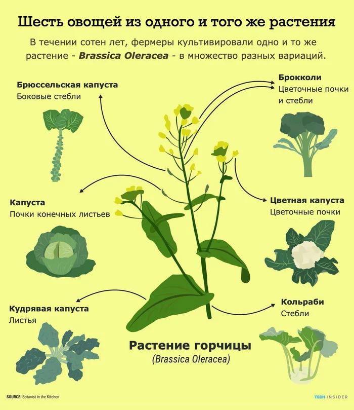 Кочанная и цветная капуста, броколли, кале и горчица происходят от одного и того же растения - Капуста, Растения, Ботаника, Культивация, Еда, Иллюстрации, Инфографика, Перевел сам