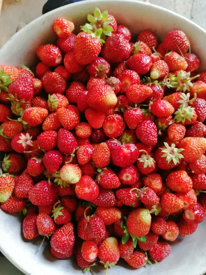 Harvest)) - My, Strawberry (plant), Garden, With your own hands, Harvest