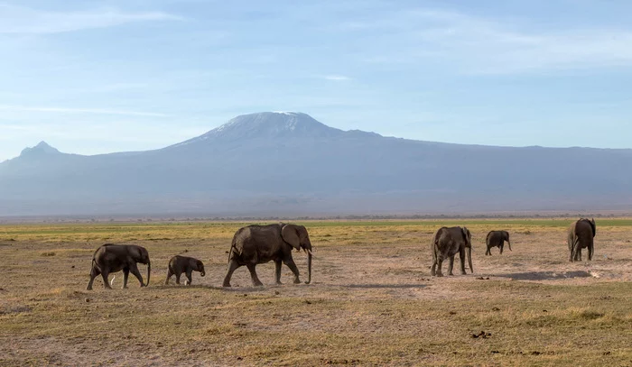 Elephants and buffaloes in a swamp in Kenya - My, Kenya, Elephants, Swamp, Kilimanjaro, Longpost, The photo