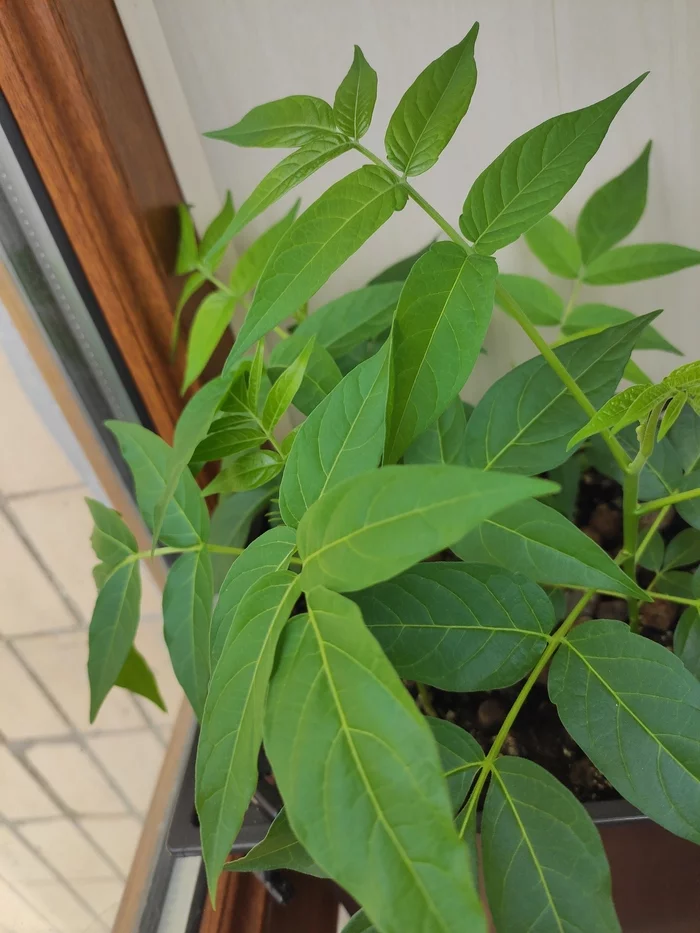 What kind of plant? - My, Plants, What's this?, Longpost