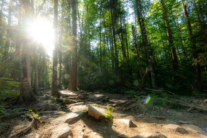 Taganay. Forest. June 12, 2020. Chelyabinsk region - My, Taganay National Park, Taganay, Zlatoust, Forest, Longpost