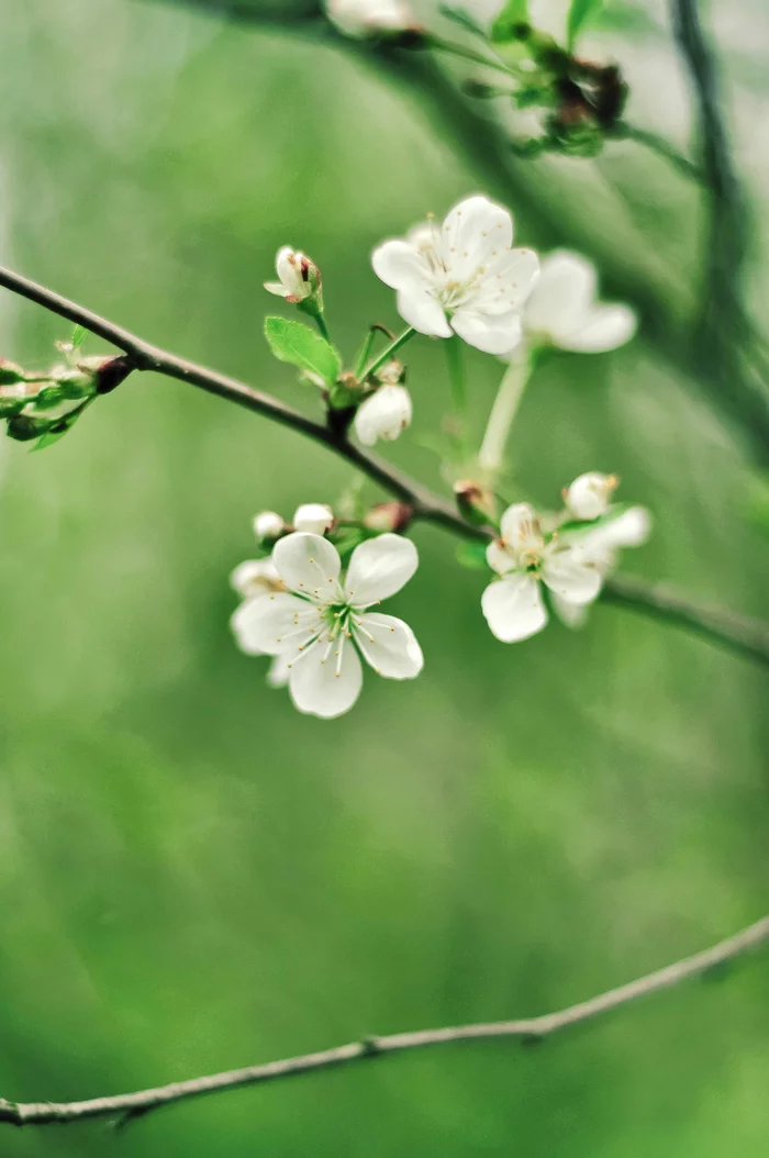 Moscow region, Barybino, trip to the dacha - My, Spring, Flowers, Dacha, Moscow region, May, The photo