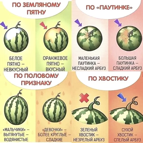 For it is coming!!! - Watermelon, Choice, Vegetables and fruits, Vegetables