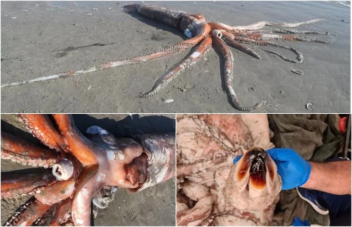 Monster from the depths: a 4-meter deep-sea giant squid washed ashore in South Africa - South Africa, Ocean, Squid, Monster, Video, Longpost, Deep sea, Research