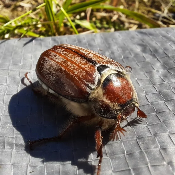 Chafer. Name is Patroclus. Basking in the June sun - My, Жуки, Chafer, Mobile photography, Summer, Macro photography, Macro