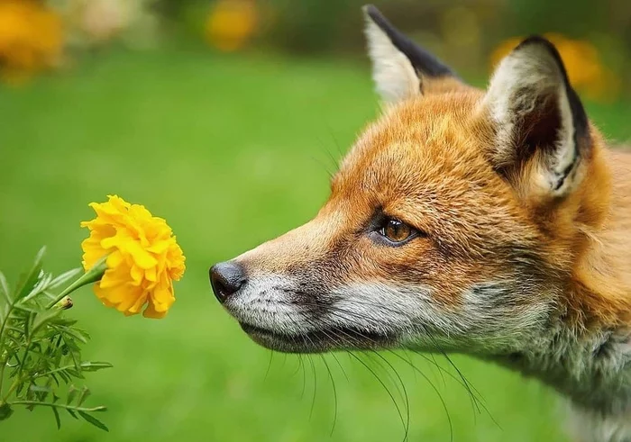 Craving for beauty - Fox, Flowers, Butterfly, Animals, Wild animals, The photo