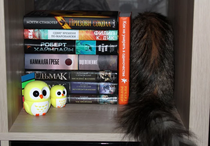 How to fill shelf space - My, cat, Bookshelf, Interior