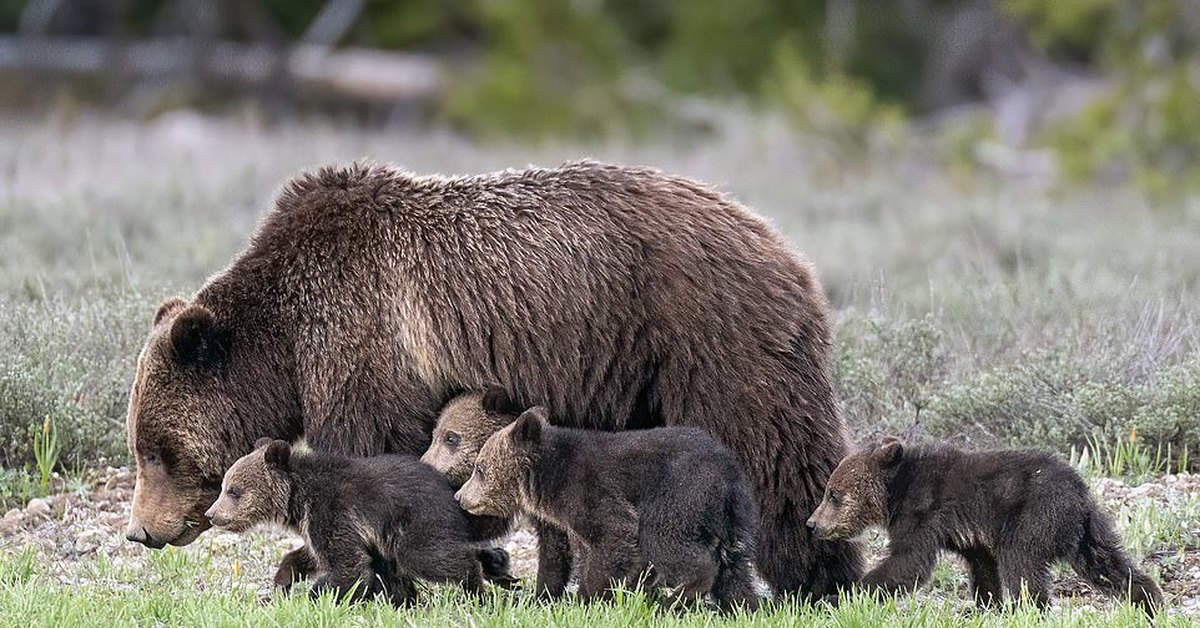 Mother bear. Самка Гризли. Медведь Гризли самка. Четверо медвежат. Гризли детеныш.