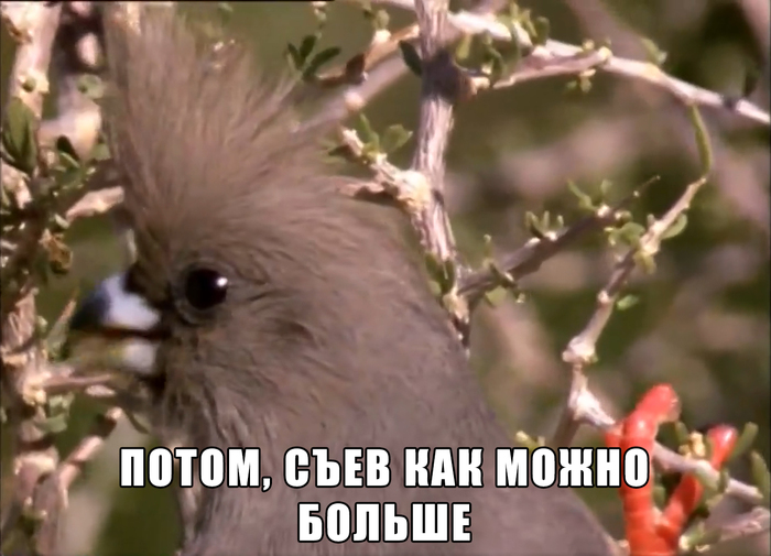     , , BBC, ,   