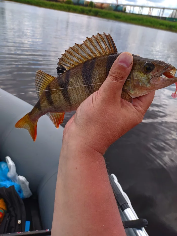 Finding fish in hot weather - My, Fishing, Spinning, Perch, Nature, The photo, Longpost