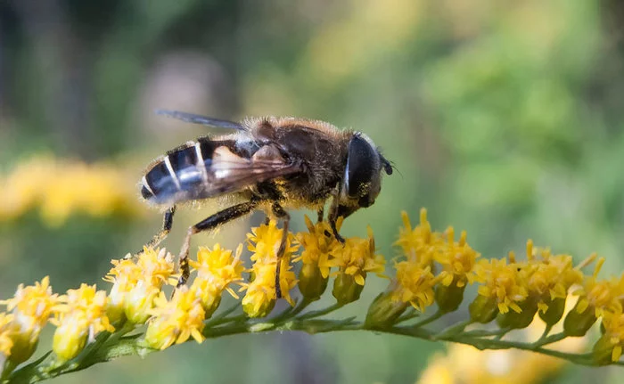 Summer photos - My, Macro photography, Insects, Жуки, Bees, Longpost