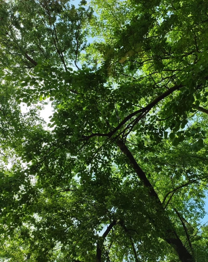 Stop, look at the beauty above you... - My, Mobile photography, The photo, Tree, Sky