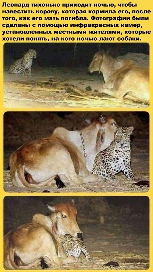 Animals are much kinder and more merciful than many people - Leopard, Cow, Gratitude, friendship, Milota, Animals