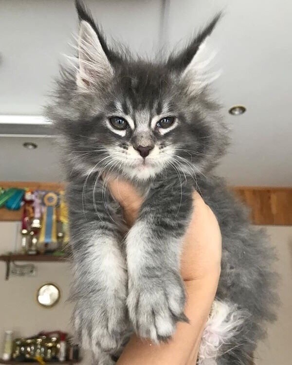 Maine Coon kittens - Milota, Kittens, Maine Coon, Longpost, cat